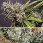 Cannabis seeds Auto Melonade Runtz® NEW! from Dutch Passion
